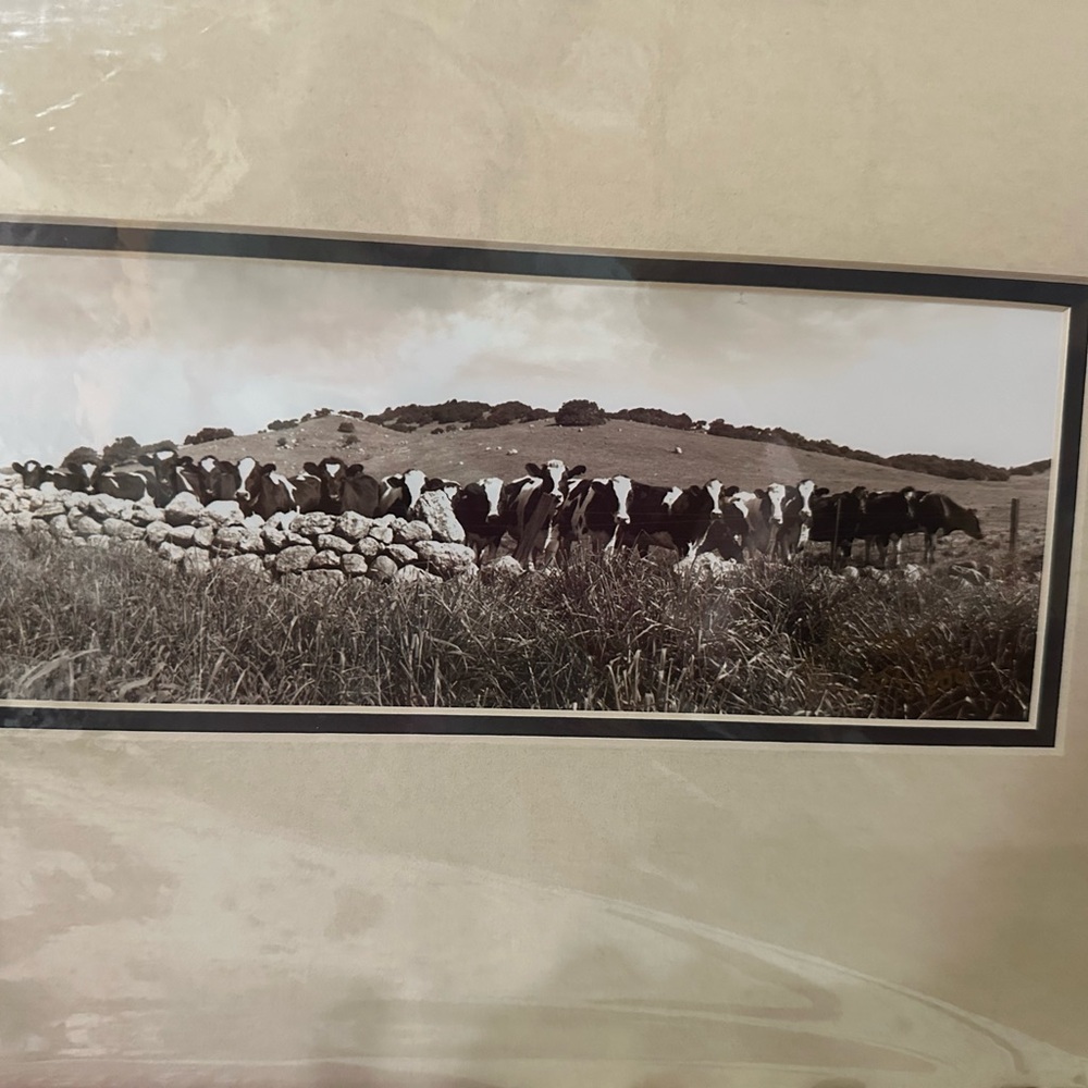 Black and White Cow Landscape Photograph
